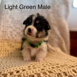 Light Green Male - Black and tan male Pembroke Welsh Corgi puppy in La Porte City, Iowa from Cedar River Corgis