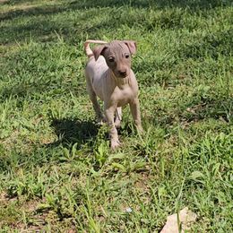 Chocolate and Tan  Female, Darker Body - White and chocolate American Hairless Terrier puppy in Alabama from Flipside