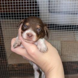 Buddy - Piebald male Dachshund puppy in Goldthwaite, Texas from Mini Mama Dachshunds