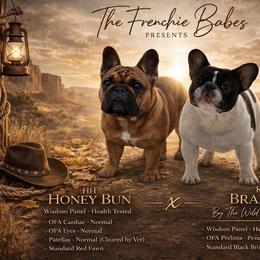 French Bulldog puppies from Northern Ridge Retrievers & The Frenchie Babes