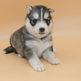 Pomsky and Siberian Husky Puppies from Beastly Beauties Huskies & Pomskies
