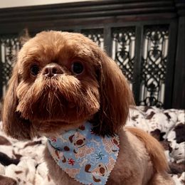 Chewy - Shih Tzu