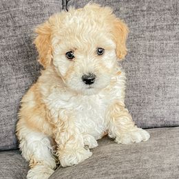 Bichon Frises and Cockapoos from The Perks of Pups