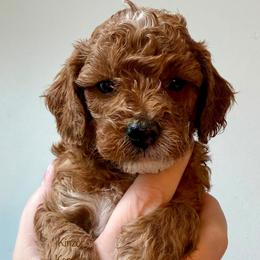 Thunder - Red  male Goldendoodle puppy in De Pere, Wisconsin from Kinzor Kennels