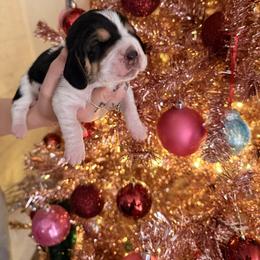 James Kennedy - Black brown and white male Basset Hound puppy in Lubbock, Texas from Hound House