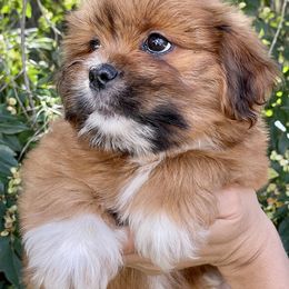 Lhasa Apso Puppies from Florida Lhasa Apso