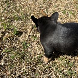 French Bulldog Puppies from Stratton Kennel