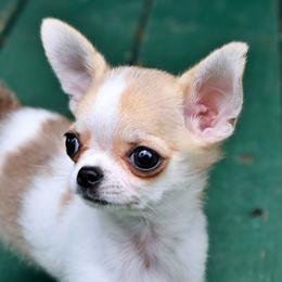 Grand Ch. Sired - Fawn and white male Chihuahua puppy in Marcy, New York from Dralion Chihuahuas