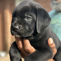 Boy 6 - male Cane Corso puppy in Weimar, Texas from Cane Corso Authority