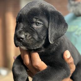 Boy 6 - male Cane Corso puppy in Weimar, Texas from Cane Corso Authority