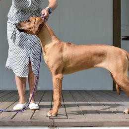 Rhodesian Ridgeback Puppies from Supernova Ridgebacks