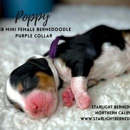 Bernedoodle Puppies from Starlight Bernedoodles