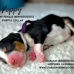 Bernedoodle Puppies from Starlight Bernedoodles