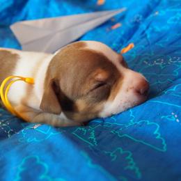 Hughes - Chocolate and white male Teddy Roosevelt Terrier puppy in Carpenter, Wyoming from Wabbitfire Teddy Roosevelt Terriers