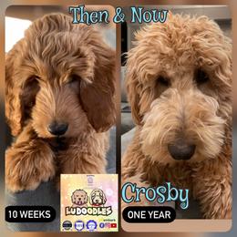 Goldendoodle Puppies from Lu Doodles