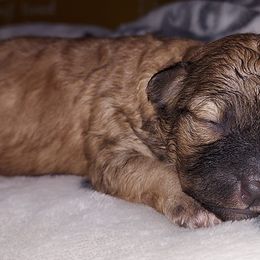 Aussiedoodles, Poodles, and Shihpoos from Heaven Sent Shihpoo's