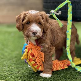 Australian Labradoodle Puppies from Cascade Canyon Labradoodles