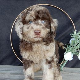Calvin - Merle male Labradoodle puppy in Millersburg, Ohio from My Pals