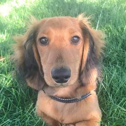 Dachshunds from Sweet Cheeks