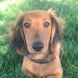 Dachshunds from Sweet Cheeks