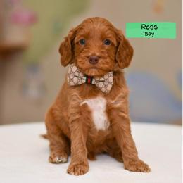 Ross - Apricot male Australian Labradoodle puppy in Port Orchard, Washington from Snooze and Sniff Labradoodles