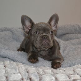 French Bulldog Puppies from House of Wrinkles