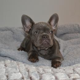 French Bulldog Puppies from House of Wrinkles