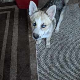 Pomsky Puppies from Paw-lenty of Pomskies