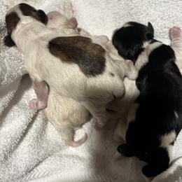Coton de Tulear puppies from New Canyon Havanese & Coton Puppies