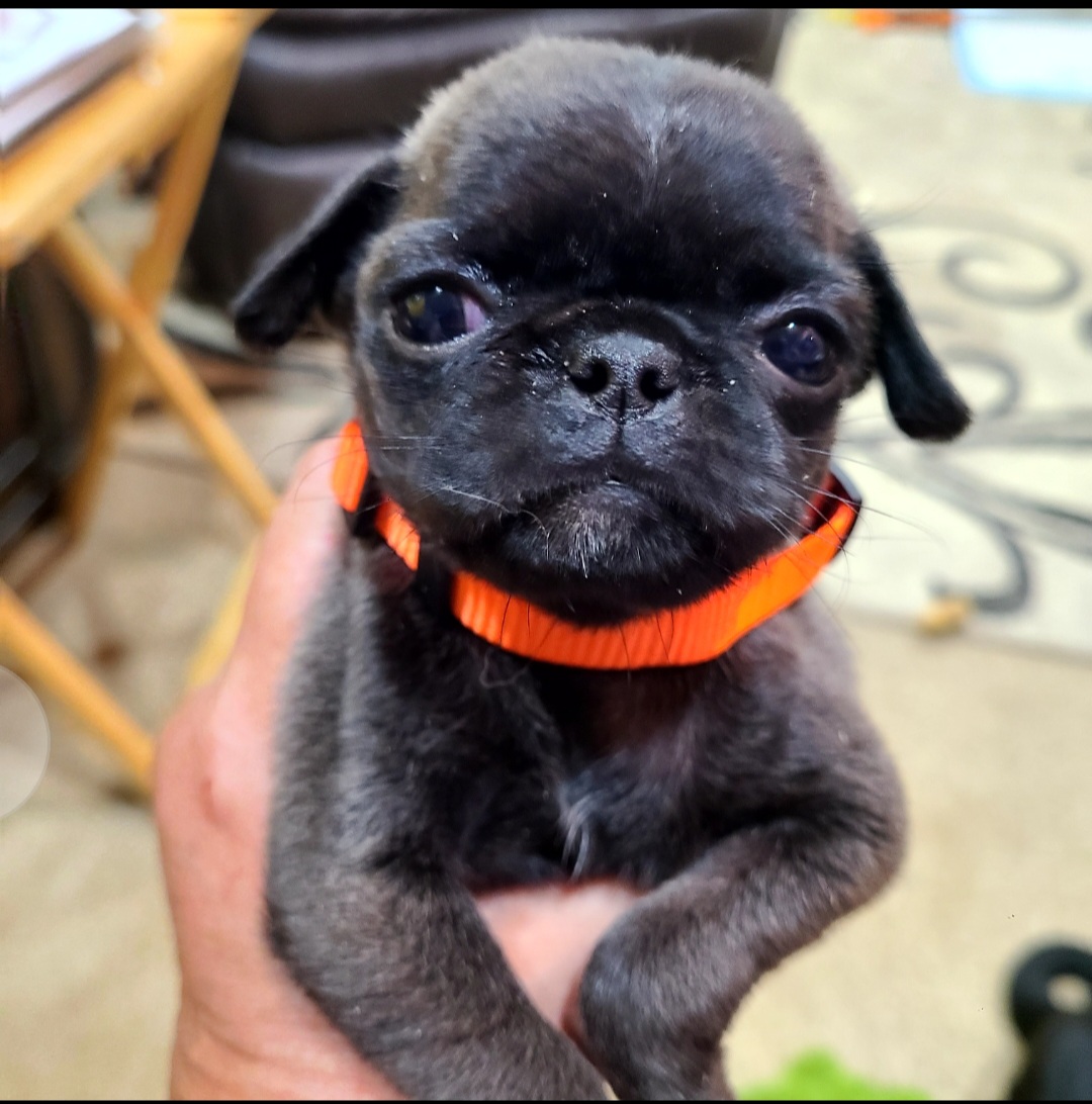 Pug Puppies from Morningsmile Kennels
