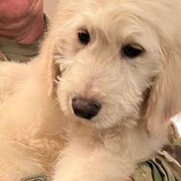 Goldendoodles from Grays Goldendoodles