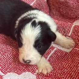 Thor - Black and white male Border Collie puppy in Mckinney, Texas from Border Collies of Ruidoso