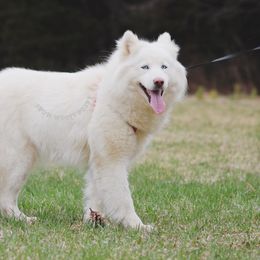 Kiki - Siberian Husky