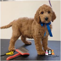 Sebastian - OFA-Genetics-2 yr warranty. - Apricot male Goldendoodle puppy in Jeddo, Michigan from Apple Creek Doodles