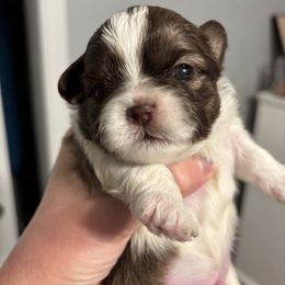 Moonpie - Tricolor male Shih Tzu puppy in Springboro, Ohio from Shih Tzus of Springboro LLC.