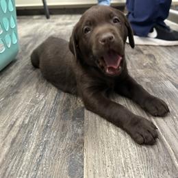 Smith - Chocolate male Labrador Retriever puppy in Hillman, Michigan from Northrop Farm