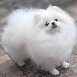 Bella - Pomeranian
