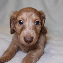 Charlie - Dapple female Dachshund puppy in Texarkana, Texas from Lolo&CoDachshunds