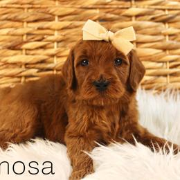 Mimosa - Red  female Goldendoodle puppy in Casa Grande, Arizona from AzDoodle Dandies