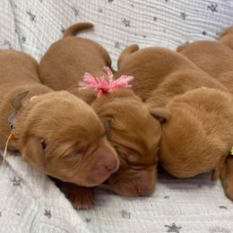 Dalmatian and Labrador Retriever Puppies from ECMO Farm Dalmatians & Labrador Retrievers