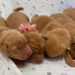 Dalmatian and Labrador Retriever Puppies from ECMO Farm Dalmatians & Labrador Retrievers