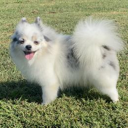 Snow White - Pomeranian