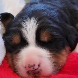 Bernese Mountain Dogs and Great Danes from Stonebrook Gentle Giants