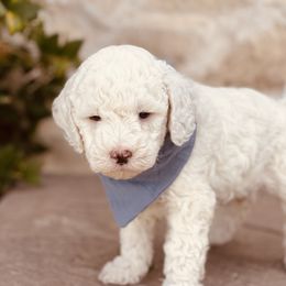 Goldendoodle and Poodle Puppies from Doodle Puppy Parti
