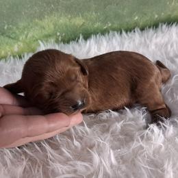 Boy 3 - male Cavapoo puppy in Centerton, Arkansas from Velvet Paws Cavapoos