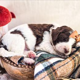 Jade - Parti female Poodle puppy in Gaylord, Michigan from Dog Mom Co. Poodles