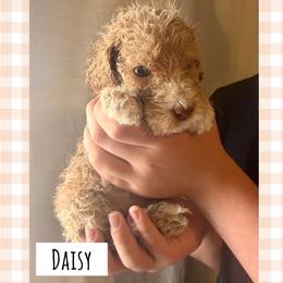 Daisy - Apricot female Poodle puppy in Surprise, Arizona from Oh Doodles Doodlery