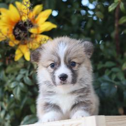 Blue collar - Red male Pembroke Welsh Corgi puppy in Caliente, California from Rafter Cross 7