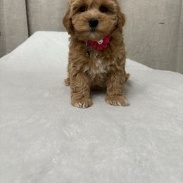 Mocha - Apricot female Maltipoo puppy in Philadelphia, Pennsylvania from HMH’s Boxers, Maltipoos & Cavaliers