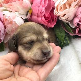 Lawsen - Cream male Dachshund puppy in Exeter, California from Sawtooth Miniature Dachshunds